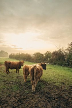 Yukarı Bavyera 'daki vadide yeşil otlaktaki kahverengi Highland sığırlarına yakın çekim.
