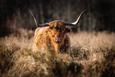 Bir İskoç dağlık sığır portresi. Büyük boynuzları kuru otlarla otlakta yakalanmış.