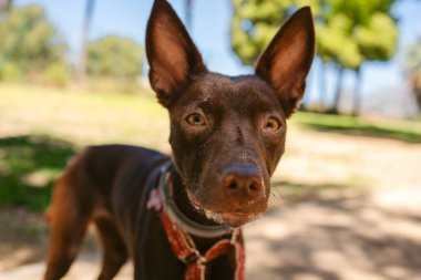 Kahverengi köpeğin kameraya baktığı bir yakın çekim.