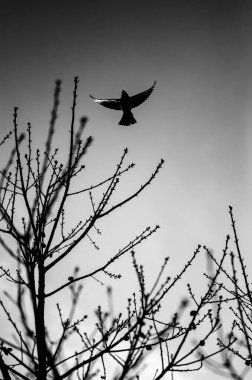 Ağaç dallarının üzerinde uçan açık kanatlı bir kuşun gri ölçekli düşük açılı görüntüsü.