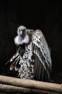 Ruppell 'in griffon akbabasının seçici odak noktası (gyps rueppelli)
