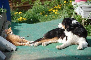 Yalancı Bernese Dağı köpeğinin ve bahçedeki iki renkli kedinin yakın çekimi..