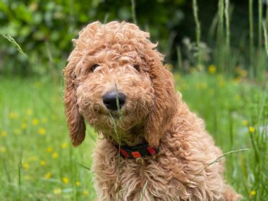 Çimenlerin ve çiçeklerin arka planında bir kaniş köpeğinin yakın plan çekimi.