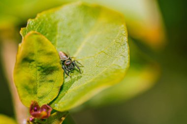 Vahşi doğada yeşil bir yaprağın üzerinde duran küçük bir örümceğin yakın plan çekimi.