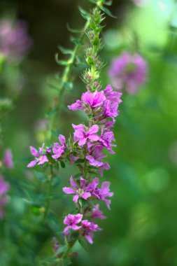 İlkbaharda peri masalı çiçekleri
