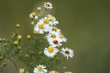 Bulanık yeşil arka planda papatya çiçeklerine yakın çekim