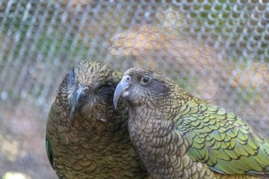 KEA (Nestor notabilis) kuşlarından seçici