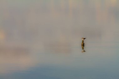 A tiny bird perched on a small rock in the water with reflections clipart