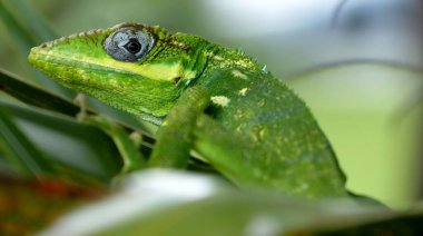 Şövalye Anole 'un yakın çekimi (Anolis equestris)