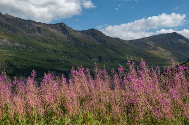 Tour Du Mount Blanc 'ın yeşil manzarasındaki ateş yosunu çiçeklerinin nefes kesici manzarası.