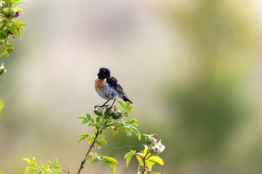 Küçük, tüylü bir sığırcık çalılıkta oturuyor, kameraya doğru bakıyor.