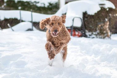 Labradoodle köpeğinin kar altında koşup eğlenmesini izlemek.