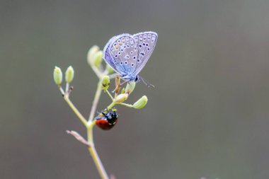 Mavi papillon bir kelebeğin ve çiçekteki uğur böceğinin yakın çekimi.