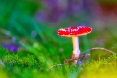 Vahşi doğada yetişen bir mantarın yakın plan çekimi.