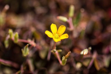 Bulanık bir arkaplanı olan, güneş ışığının altındaki tarlada sürünen bir ağaçkakanın seçici odağı