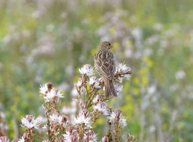 Tarladaki çiçeklere tünemiş bir serçenin yakın plan çekimi.
