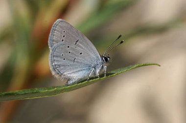 Bir Cupido Alcetas 'a yakın çekim Yaprağın üzerinde küçük mavi bir kelebek