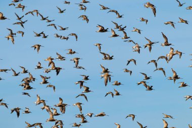 Mavi gökyüzünde uçan bir kuş sürüsü