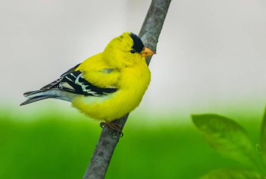 Sarı bir Amerikan ispinozunun yakın çekimi.