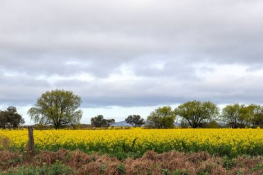 Bulutlu bir gökyüzüne karşı güzel bir kanola tarlasının manzaralı kırsal manzarası