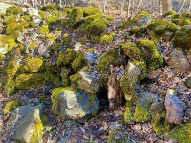 Yeşil yosunlarla kaplı sert ve büyük taşlar.