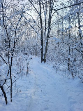 Kışın güneş ışığı altında yapraksız ağaçlarla kaplı bir orman.