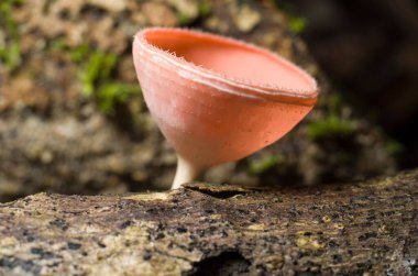 Kabukta yetişen pembe bir Pezizaceae mantarının makro görüntüsü.