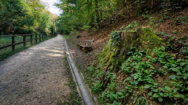 Parktaki ağaçlar ve çimenler arasında asfaltsız bir yol.
