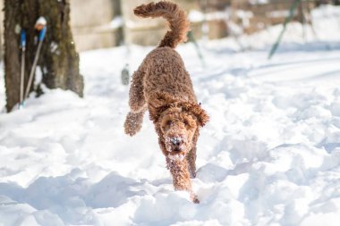 Labradoodle köpeğinin kar altında koşup eğlenmesini izlemek.