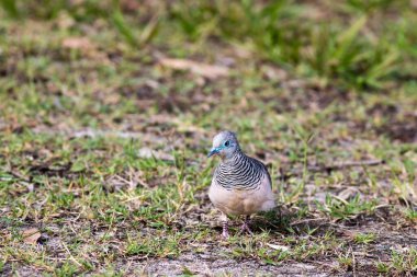 Otların üzerinde oturan sıradan bir güvercinin yakın plan fotoğrafı.