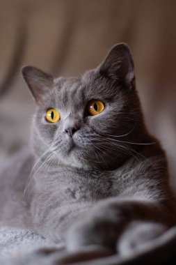 Yatakta ciddi gözleri olan tüylü gri bir kedinin dikey görüntüsü.