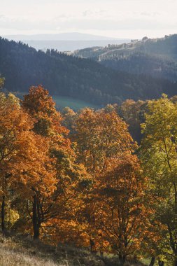 Avrupa sonbahar manzarası
