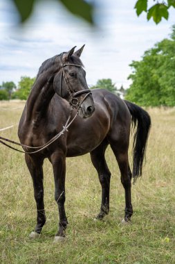 Dizginli sanatsal bir atın seçici bir örneği.
