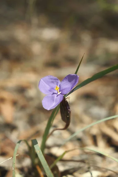 Eine Vertikale Nahaufnahme Der Einheimischen Iris Patersonia Sonnenlicht — Stockfoto