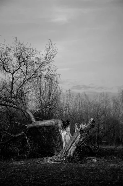 田舎の木や裸の木で暗い風景を撮影グレースケール — ストック写真