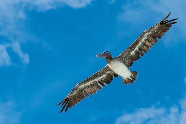 하늘을 배경으로 날으는 펠리컨의 — 스톡 사진