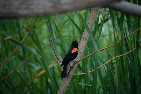 一只红色翅膀的雄性黑鸟栖息在树枝上 Agelaius Phoeniceus — 图库照片