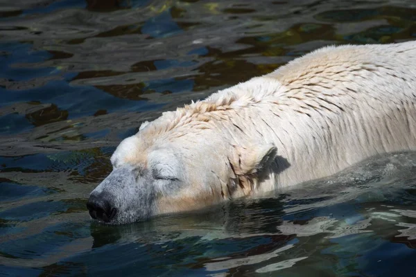 动物园里北极熊在水里游泳的特写镜头 — 图库照片