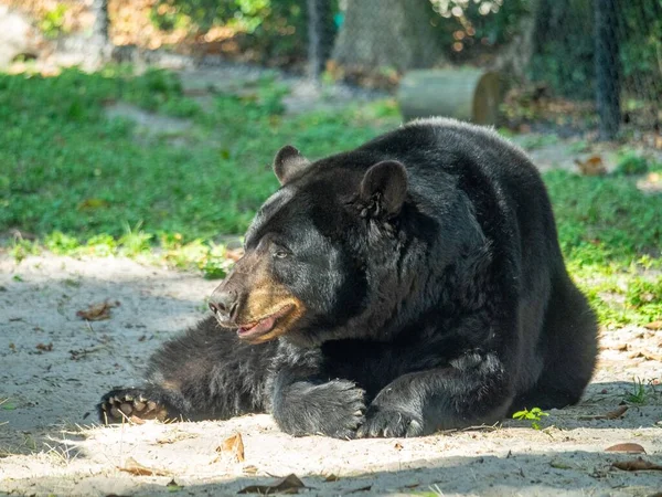 美洲黑熊 Ursus Americanus 躺在动物园的地上 — 图库照片