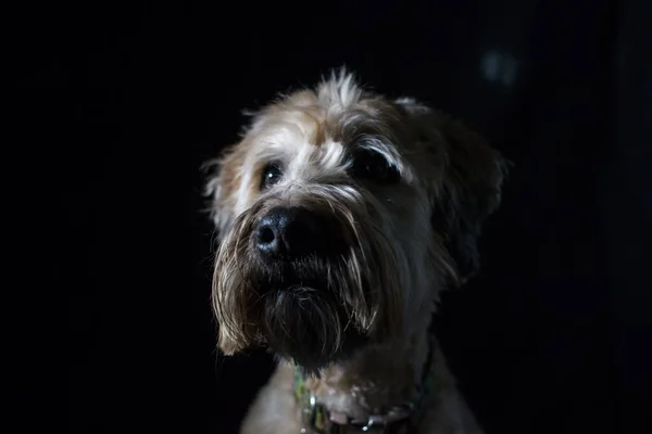 Egy Közeli Portré Puha Bevonatú Wheaten Terrier Néz Félre Fekete — Stock Fotó