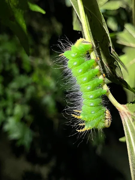 Den Gröna Kejserliga Moth Caterpillar Eacles Imperialis — Stockfoto