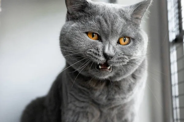 Ένα Κοντινό Πλάνο Της Αφράτης Γκρι Γάτας Ανοιχτό Στόμα Στο — Φωτογραφία Αρχείου