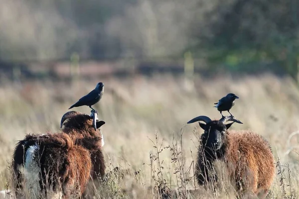 A close-up of two soay sheep with black crows on their heads grazing in field on sunny day on blurry background