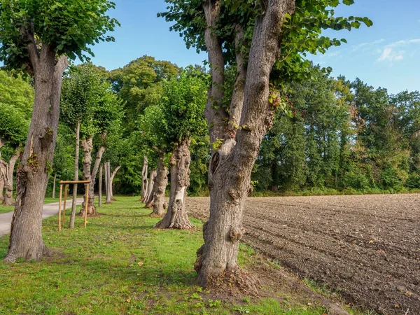 Стежці Сонячного Саду Вестфалії Німеччина Можна Побачити Рядки Зелених Дерев — стокове фото
