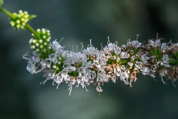 Ένα Όμορφο Κοντινό Πλάνο Μπουμπούκια Και Λουλούδια Ενός Φυτού Μέντας — Φωτογραφία Αρχείου
