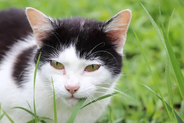 Tarlada Siyah Beyaz Bir Kedi — Stok fotoğraf