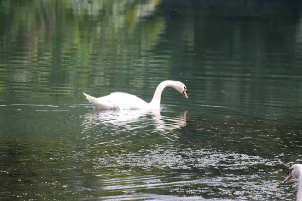 一只优雅沉默的天鹅在风景秀丽的湖上游泳时的特写 — 图库照片