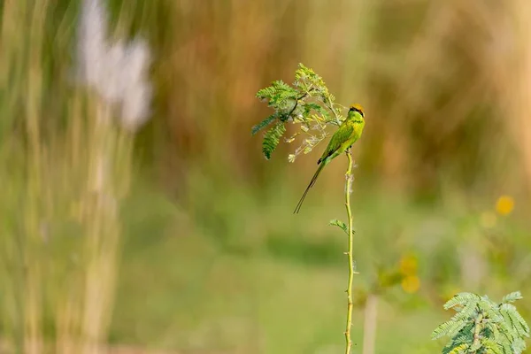 公園の枝の上に立つ美しい緑の蜂の食べる人の浅い焦点 — ストック写真