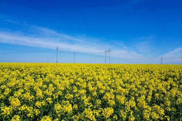 Scenic View Beautiful Yellow Rapeseed Field Bright Blue Sky — Stock Photo, Image