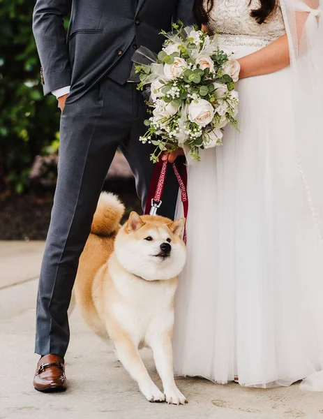 Brown White Fluffy Dog Stretched Forward Legs Bride Bridegroom — Stock Photo, Image